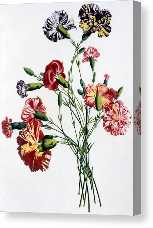 Still-life Canvas Print featuring the painting Bouquet of Carnations by Jean-Louis Prevost