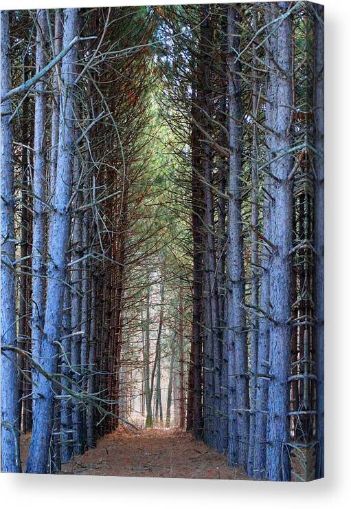 Pines Canvas Print featuring the photograph Cathedral of Pines by David T Wilkinson