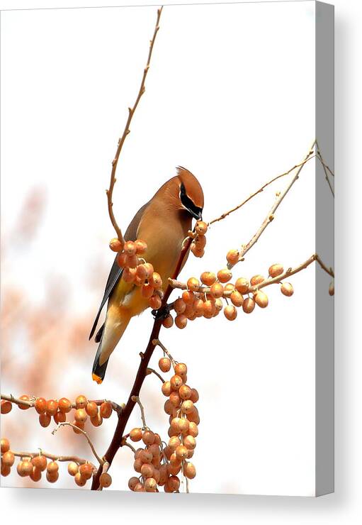 Cedar Wax Wing Canvas Print featuring the photograph Cedar Wax Wing by Floyd Tillery