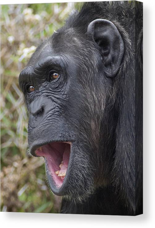 Feb0514 Canvas Print featuring the photograph Chimpanzee Calling Kenya by D. & E. Parer-Cook
