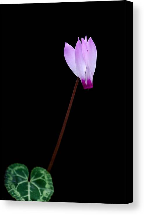 Flower Canvas Print featuring the photograph Pink Cyclamen flower by Michalakis Ppalis