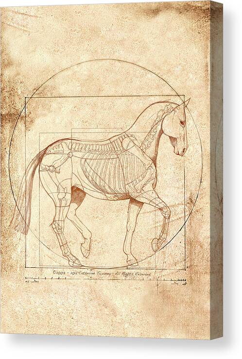 Equine Canvas Print featuring the painting da Vinci Horse in Piaffe by Catherine Twomey