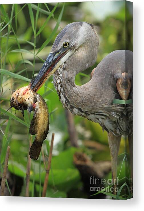 Great Blue Heron With A Fish Canvas Print featuring the photograph Deadly Beak by Adam Jewell