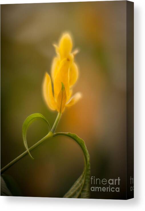 Flower Canvas Print featuring the photograph Delicate Fountain of Gold by Mike Reid