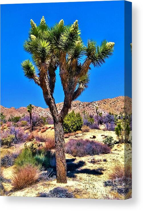 Desert Sun Canvas Print featuring the photograph Desert Spring by Angela J Wright