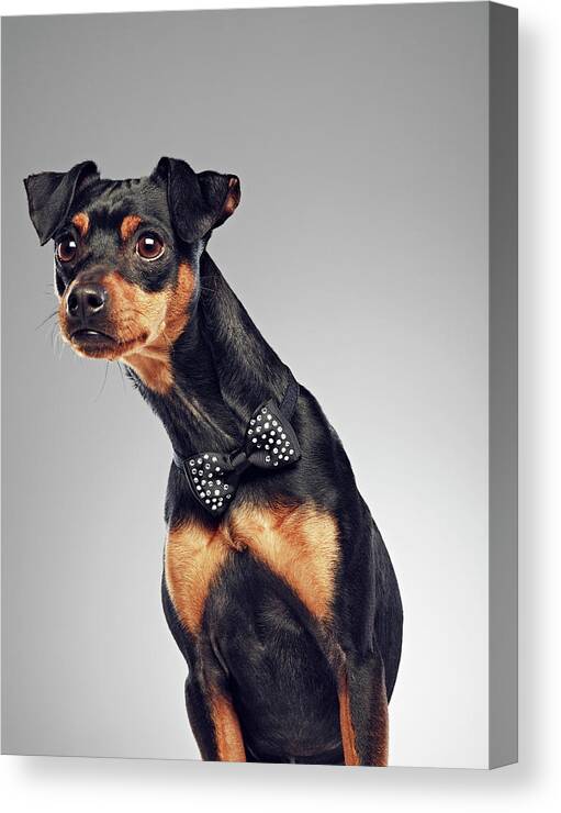 Alertness Canvas Print featuring the photograph Dog Wearing Bow Tie by 24frames