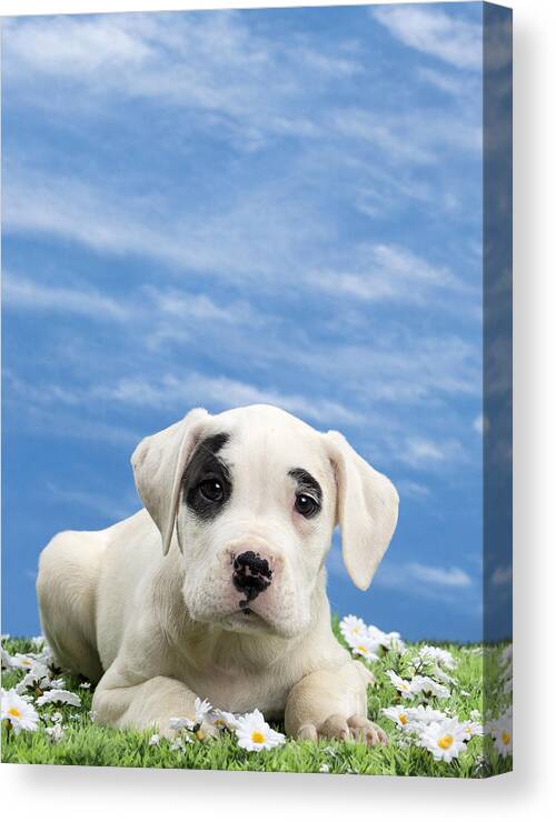 Dog Canvas Print featuring the photograph Dogo Argentino Puppy by Jean-Michel Labat
