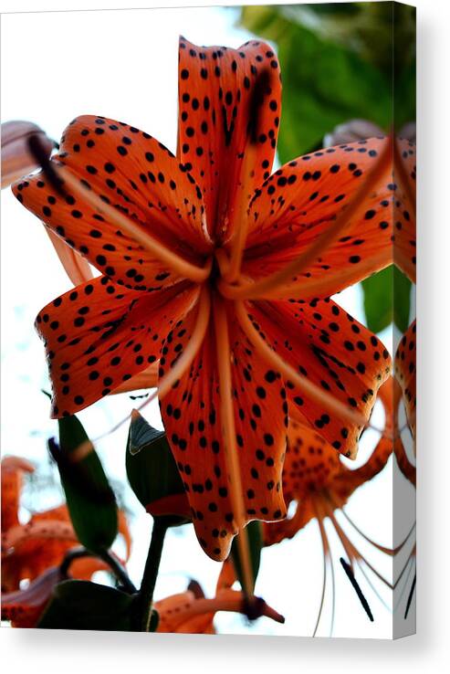 Dragon Canvas Print featuring the photograph Dragon Flower by Gregory Merlin Brown