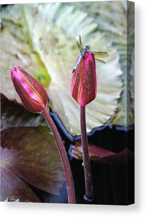 Dragonfly Canvas Print featuring the photograph Dragonfly on Lotus by Jenny Hudson