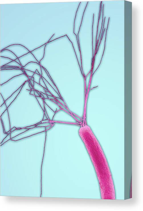 Bacillus Canvas Print featuring the photograph E.coli Bacterium by Steve Gschmeissner
