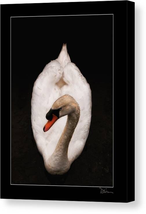 Swan Canvas Print featuring the photograph Elegant Swan by Peggy Dietz