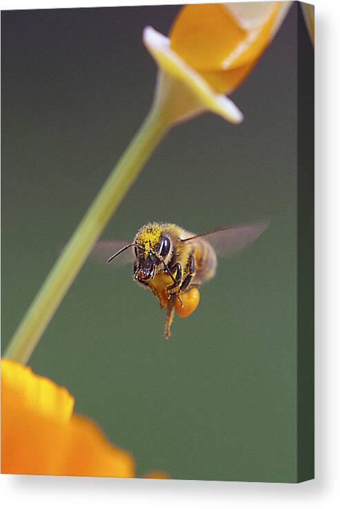 Bees Canvas Print featuring the photograph Excuse Me by Joe Schofield