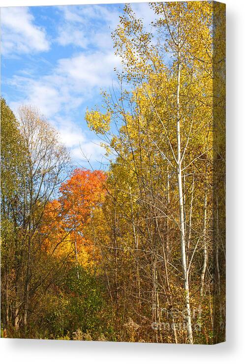 Fall Canvas Print featuring the photograph Fall Forest by Ann Horn