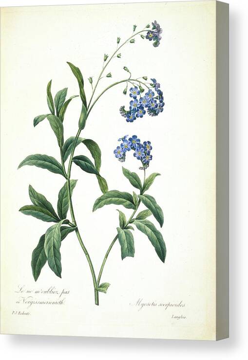 Illustration Canvas Print featuring the photograph Forget-me-not Myosotis Sylvatica by Natural History Museum, London/science Photo Library