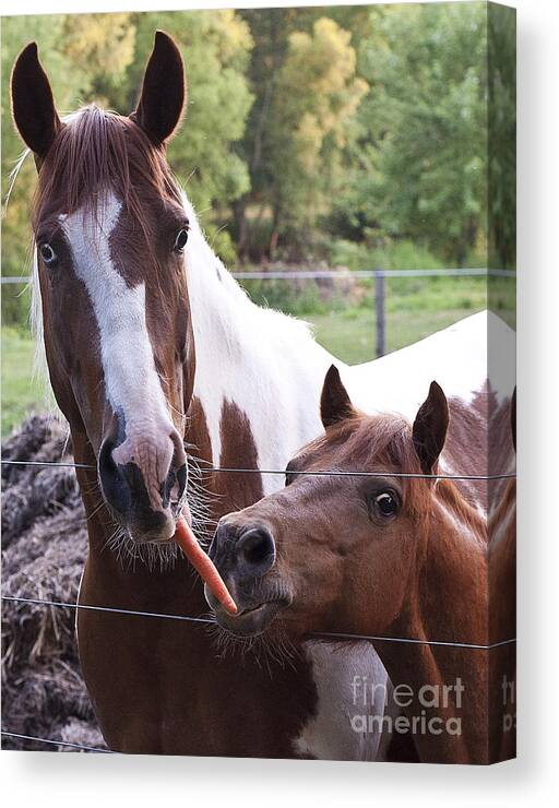 Horses Canvas Print featuring the photograph Friends Share by Lee Craig