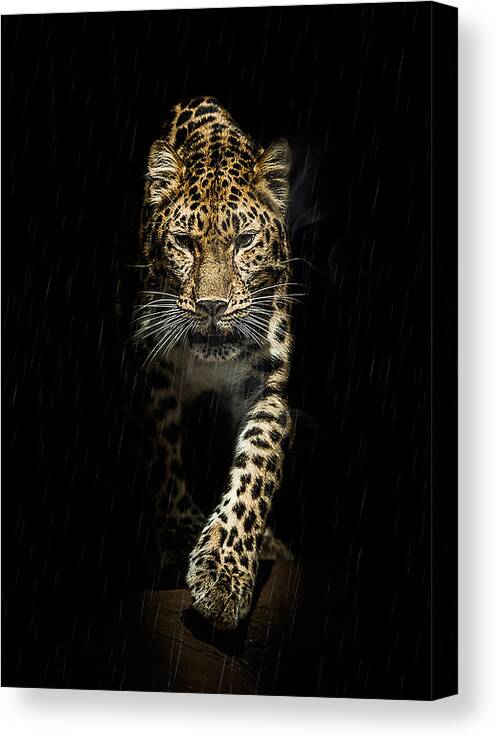 Leopard Canvas Print featuring the photograph From out of the darkness by Paul Neville