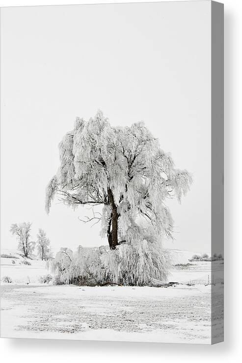 Hoar Canvas Print featuring the photograph Frosted by Mary Jo Allen