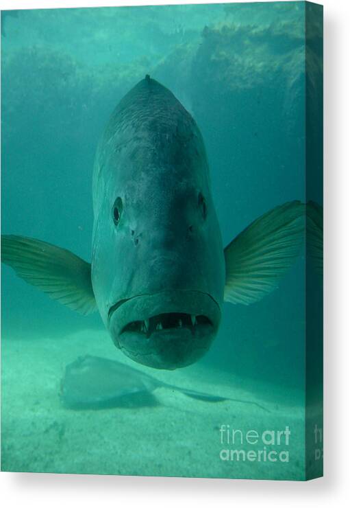 Funny Fish Face Canvas Print