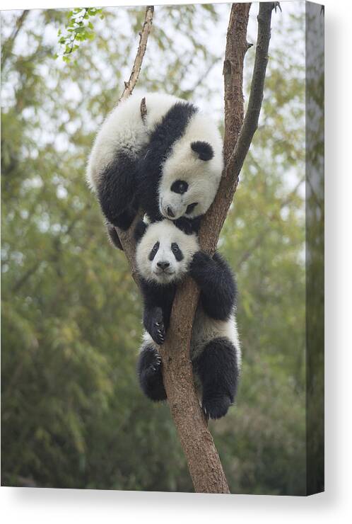 Katherine Feng Canvas Print featuring the photograph Giant Panda Cubs Playing Chengdu by Katherine Feng