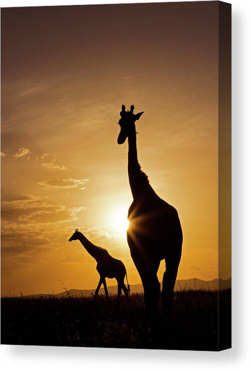 Scenics Canvas Print featuring the photograph Giraffe Sunset by Wldavies