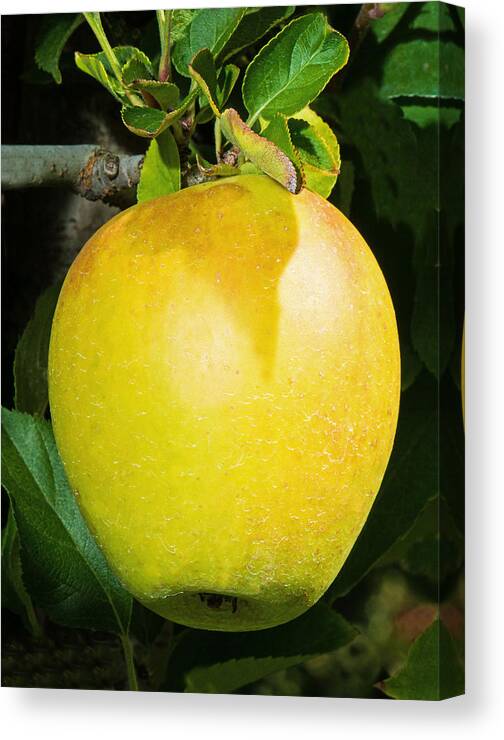 Nature Canvas Print featuring the photograph Golden Delicious Apple by Millard H. Sharp