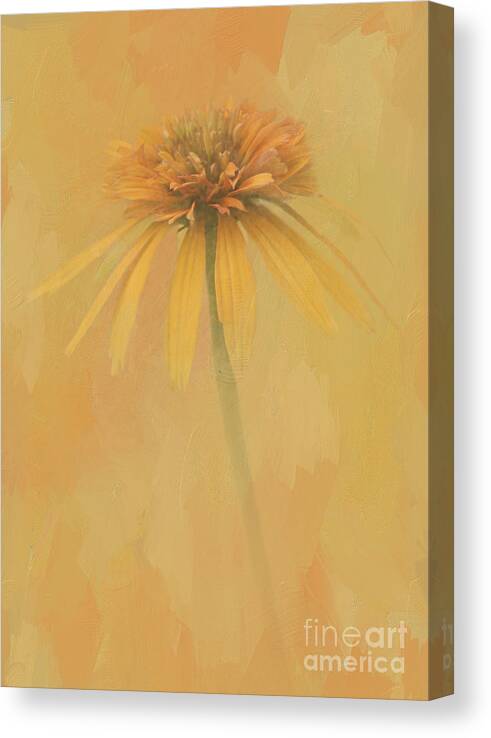 Coneflower Canvas Print featuring the digital art Golden Sunshine by Jayne Carney