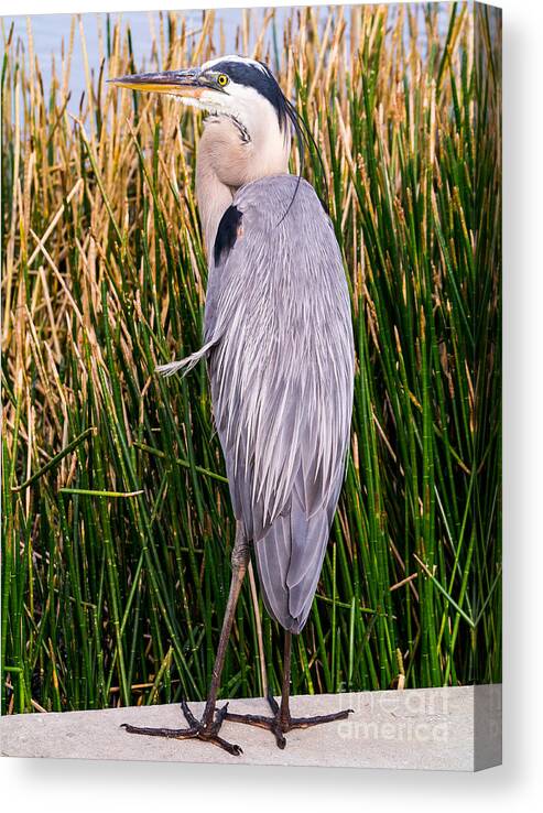 2013 Canvas Print featuring the photograph Great Blue Heron by Edward Fielding