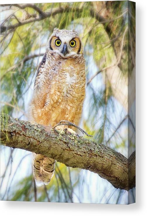 Animal Themes Canvas Print featuring the photograph Great Horned Owlet by Kristian Bell
