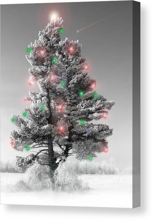 Christmas Tree.pine Canvas Print featuring the photograph Great White Christmas Pine by John Bartosik