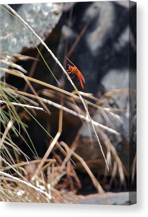Dragonfly Canvas Print featuring the photograph Hanging On by Michele Myers