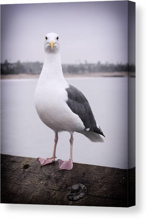 Seagull Canvas Print featuring the photograph Hears Looking at You by Sandra Selle Rodriguez