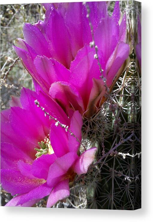 Cactus Canvas Print featuring the photograph Hope by Suzanne Silvir
