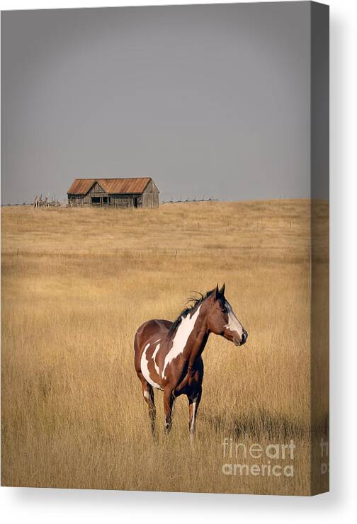 Horse Canvas Print featuring the photograph Horse and Barn by Jill Battaglia