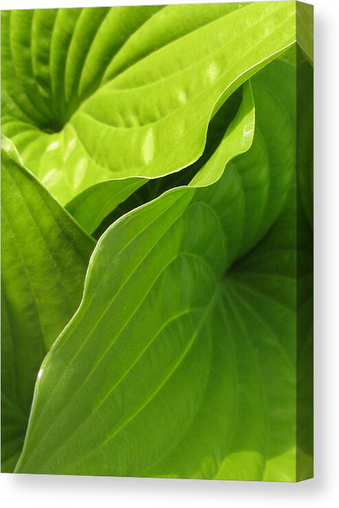 Photograph Canvas Print featuring the photograph Hosta Leaves by Tracy Male