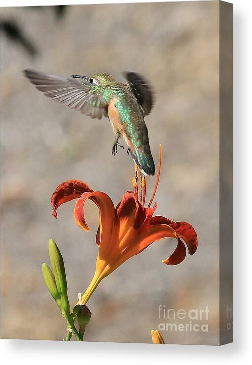 Hummingbird Canvas Print featuring the photograph Hummingbird over the Daylily by Carol Groenen