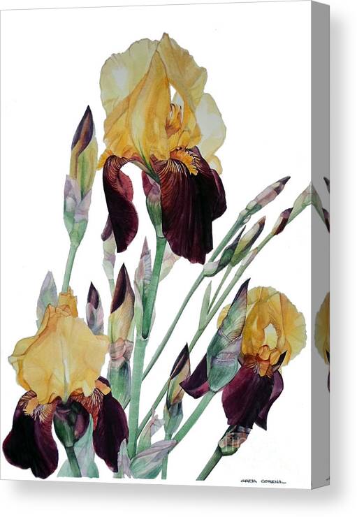 Watercolor Canvas Print featuring the painting Watercolor of Tall Bearded Iris in Yellow and Maroon I call Iris Beethoven by Greta Corens