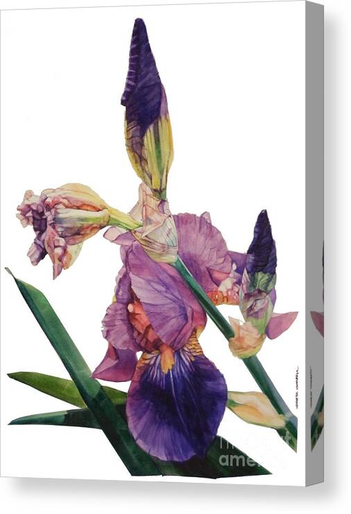 ​​watercolor Canvas Print featuring the painting Watercolor of a Tall Bearded Iris in a Color Rhapsody by Greta Corens