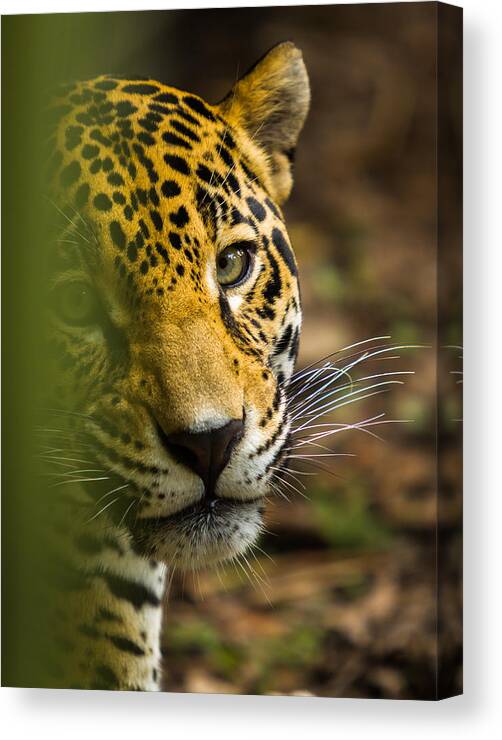 Jaguar Canvas Print featuring the photograph Jaguar by Raul Rodriguez