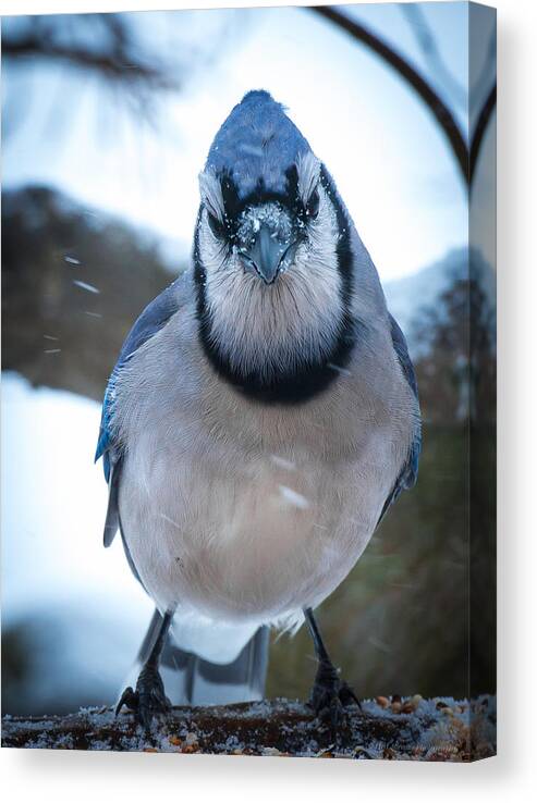 Blue Jay Canvas Print featuring the photograph Jay by Phil Abrams