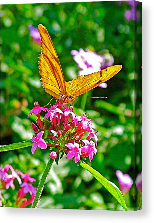 Julia Butterfly On Rose Vervain In Living Desert Museum In Palm Desert Canvas Print featuring the photograph Julia Butterfly on Rose Vervain in Living Desert Museum in Palm Desert-California by Ruth Hager