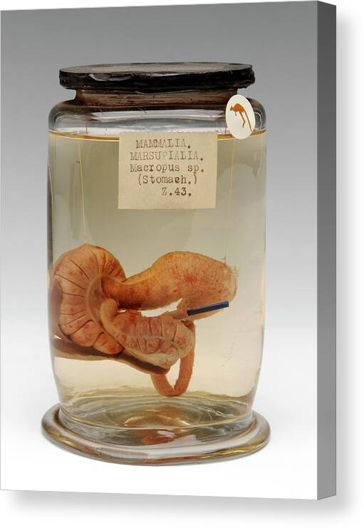 Anatomy Canvas Print featuring the photograph Kangaroo Stomach Specimen by Ucl, Grant Museum Of Zoology