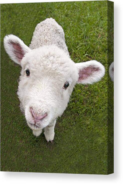 Animal Canvas Print featuring the photograph Lamb by Dennis Cox