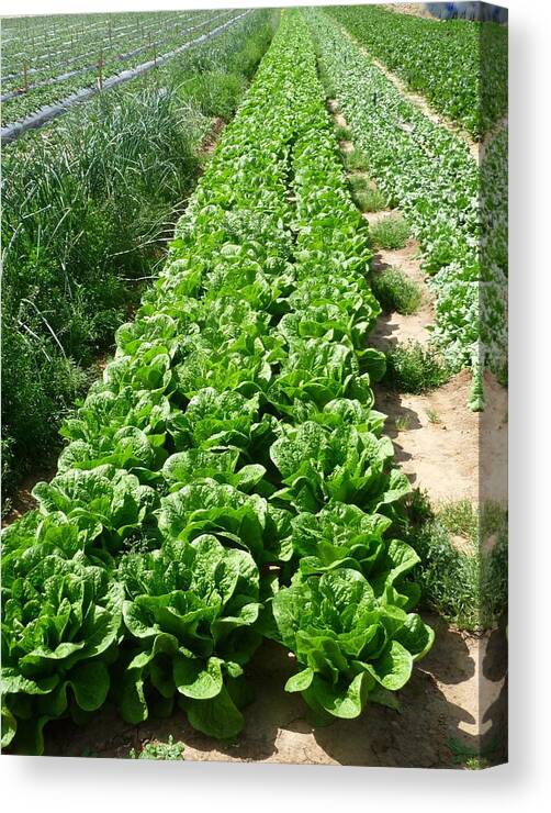 In A Row Canvas Print featuring the photograph Lettuces in a row in the plains of central Israel by by IAISI