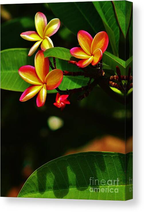 Plumeria Canvas Print featuring the photograph Light and Shadow by Craig Wood