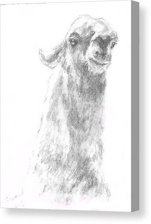 Llama Canvas Print featuring the drawing Llama Close up by Andrew Gillette