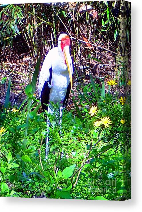 Bird Canvas Print featuring the photograph Lonely Bird by Heather Morris