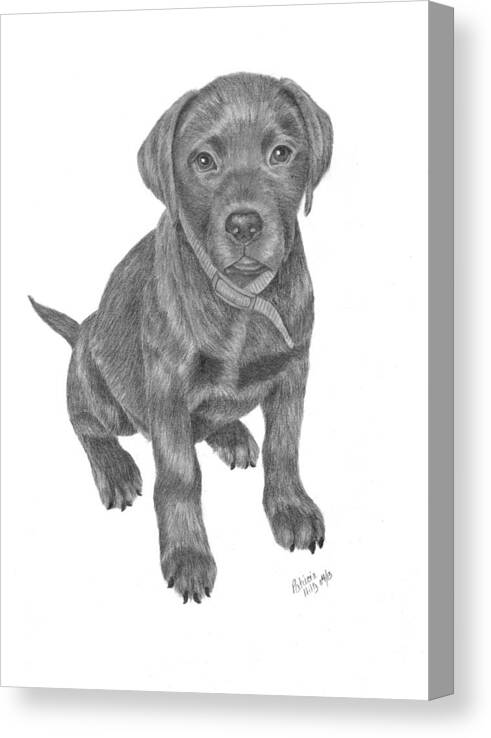 Chocolate Lab. Canvas Print featuring the drawing Looking for Dinner by Patricia Hiltz