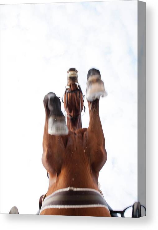 Horse Canvas Print featuring the photograph Low Angle View Of Horse Jumping by Henry Lederer