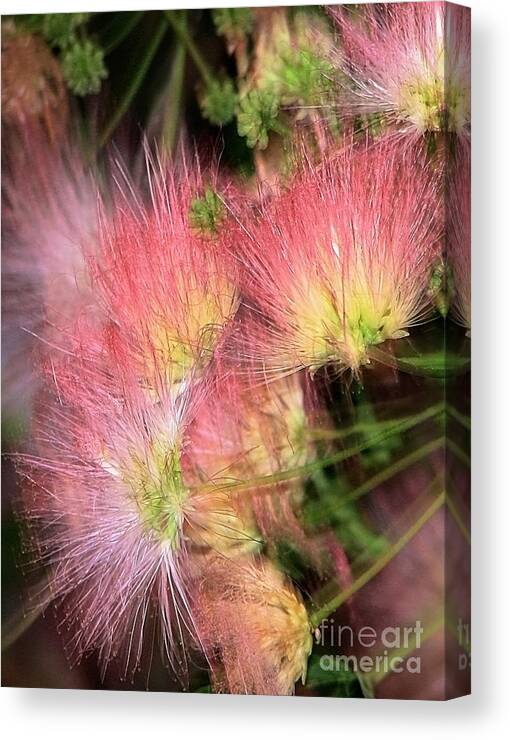 Flowers Canvas Print featuring the photograph Mimosa Explosion by Ellen Cotton