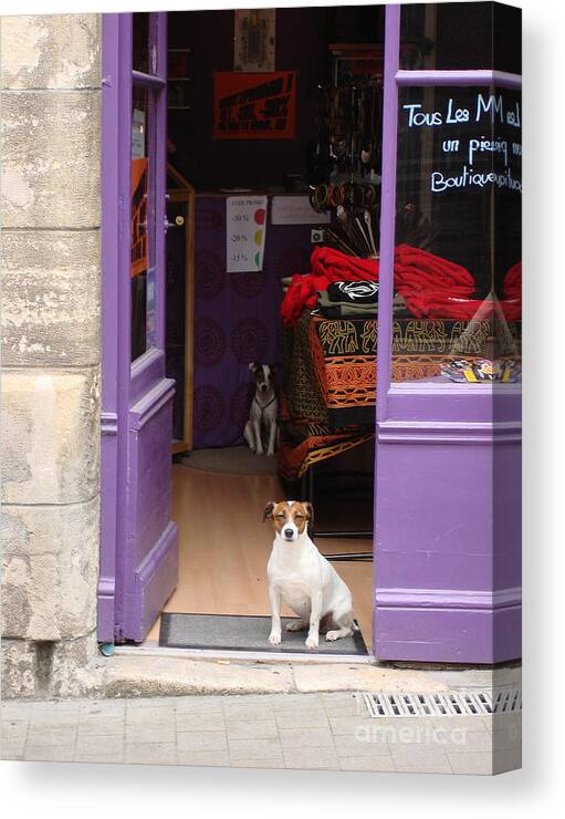 French Dogs Canvas Print featuring the photograph Minding the Shop. Two french dogs in Boutique by Menega Sabidussi